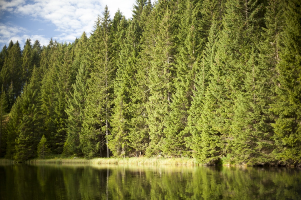 Eine ruhige Waldlandschaft mit hohen Nadelbäumen, die am Ufer eines spiegelglatten Sees stehen. Das Wasser reflektiert die grünen Baumkronen und den blauen Himmel mit einigen Wolken. Die Szenerie vermittelt eine friedliche und natürliche Atmosphäre